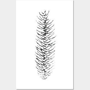 Pinecone Section Posters and Art